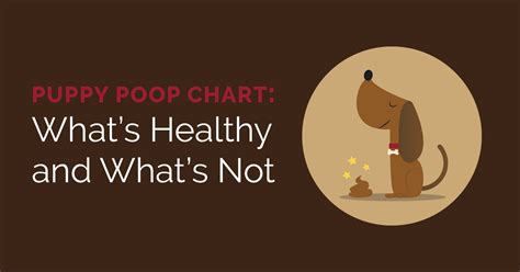 What Should Healthy Puppy Poop Look Like