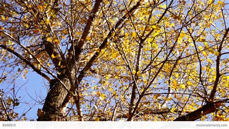 Tree With Rustling Leaves In The Autumn Sun With Wind Rotation Sound