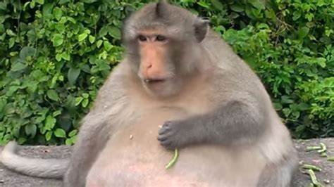 Thailands Chunky Monkey On Diet After Gorging On Junk Food