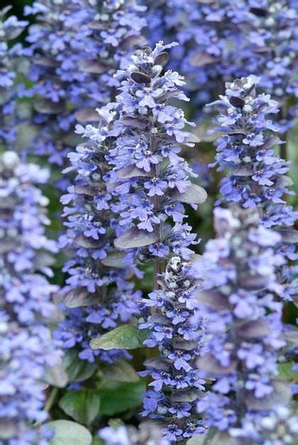 Schaduwplanten In De Tuin Dit Zijn De Mooiste Vtwonen Blue