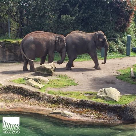 Inclement weather reroutes Woodland Park Zoo elephants to San Diego Zoo
