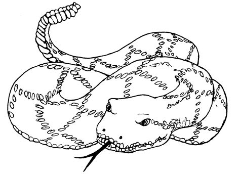 Free Printable Snake Coloring Pages For Kids Animal Place