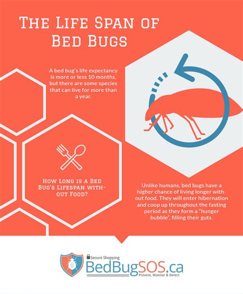 The Life Span Of Bed Bugs Bed Bug Sos