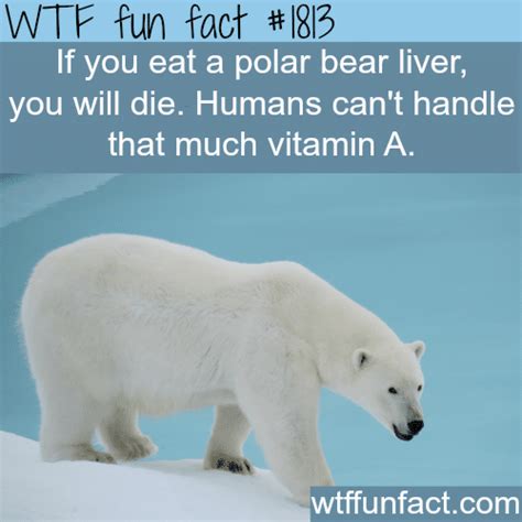 10 Facts About Polar Bears