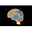 Labeled Diagram Of The Brain Awesome  Human