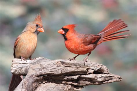 Types Of Cardinals In The Unites States With Pictures Birdwatching Tips