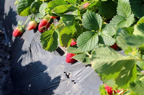 In Florida Strawberry Fields Are Not Forever Kuow News And Information
