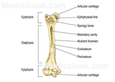 Anatomy of a long bone described. Bones - human anatomy organs - Clip Art Library