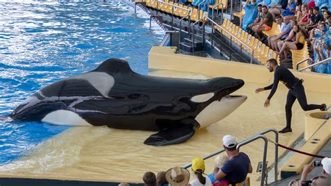 Orcas In Captivity