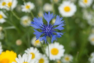 Grow Wild Meadow at Kew Gardens | The stunning Grow Wild wil… | Flickr