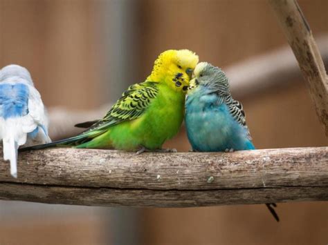 Liebe wellensittich und nymphensittich freunde! Pfiffige Vögel: Wellensittich-Weibchen bevorzugen clevere ...