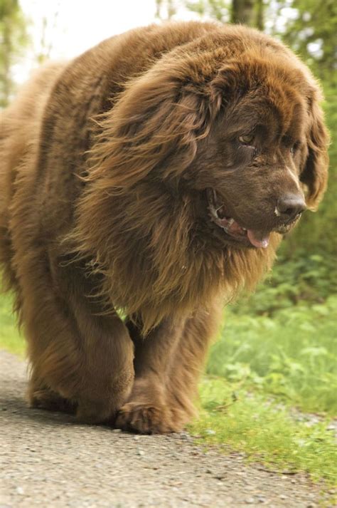 I Think I Need A Brown One Newfoundlands Pinterest