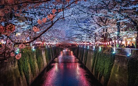 Fondos De Pantalla Japón Sakura Río Noche Luces 1920x1200 Hd Imagen