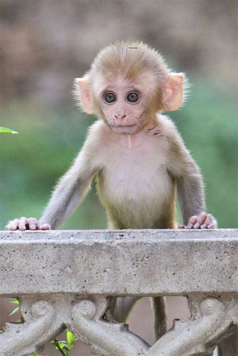 A Cute Small Monkey Cute Monkey Cuteanimals Theworldisgreat Cute