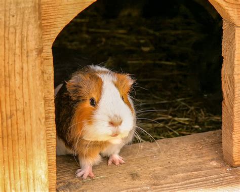 Bringing A New Guinea Pig Home How To Interact With A Cavy Uk Pets