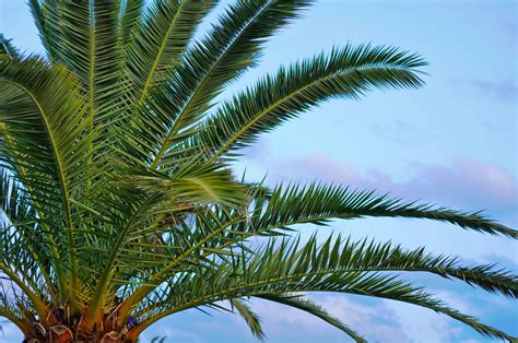 Palm Tree Free Photo Download Freeimages