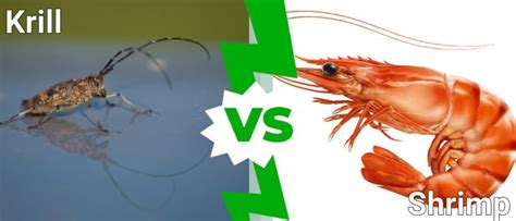 Krill Vs Shrimp What Are The Differences A Z Animals