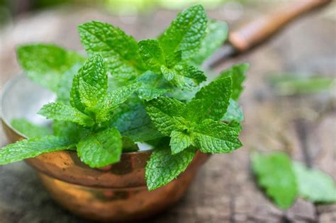 fresh  delicious ways  preserve mint leaves hunker