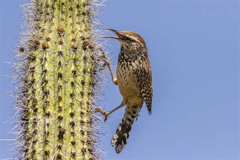 What to do in these cases? USA, Arizona, Sonoran Desert. Cactus wren perched on ...
