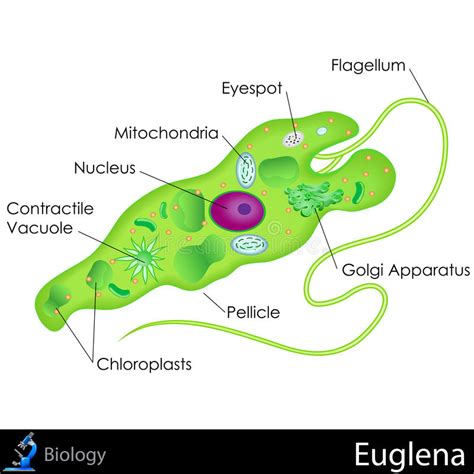 Euglena picture with descriptions of organelles and their functions. Euglena Diagram stock vector. Illustration of cell ...