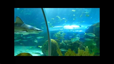 Shark Tunnel Walkthrough At Ripleys Aquarium Toronto Youtube