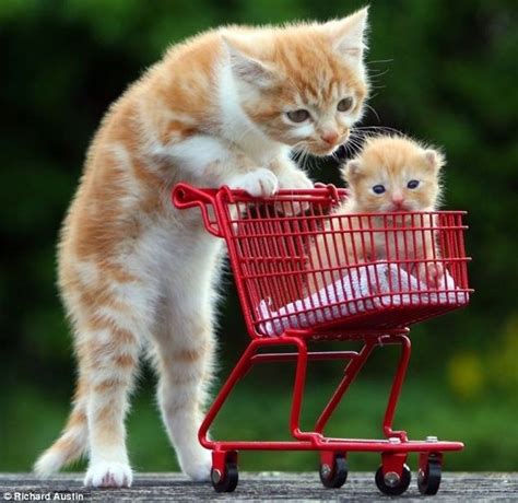 A Cat Pushing A Kitten In A Shopping Cart Presents The Links Cute
