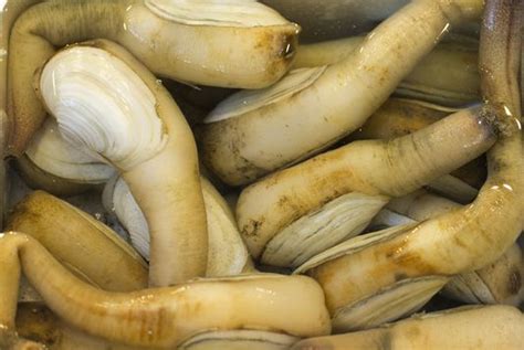 10 Peculiar Facts About Geoducks