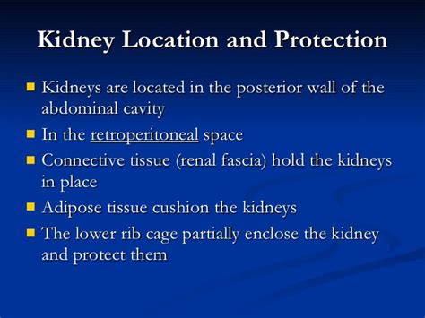 Are The Kidneys Located Inside Of The Rib Cage Are The Kidneys