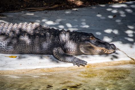 American Alligator Los Angeles Zoo Gml6234 George Landis Flickr