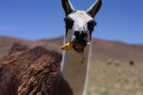 A Llama Eating A Banana Rllamaseatingbananas