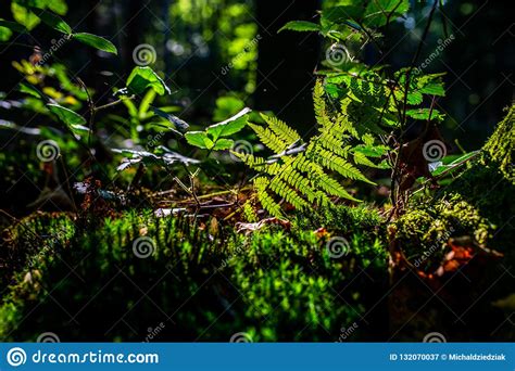Sun Rays Shining Through The Fern Leaves In The Forest Stock Image