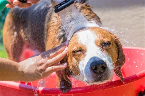 Dog Heat Rash Causes Symptoms And Treatments 2023 We Love Doodles