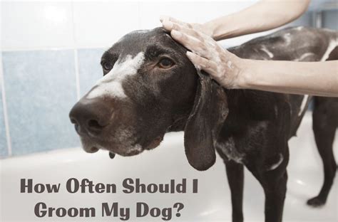How Often Should I Groom My Dog The Dog Nest