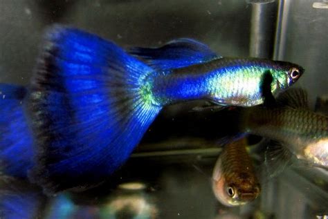 Breeding is easy but yet hard. Guppies - information