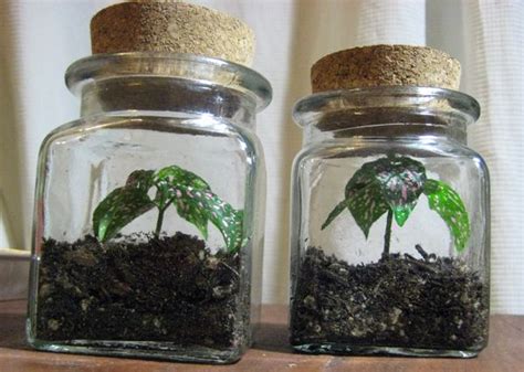 Just make sure that if you're planting your polka dot plant with. pink-polka-dot-plant-propagation | Propagating plants ...