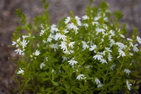 Scaevola Care And Growing Guide