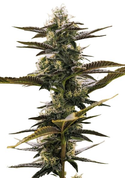 Pink Champagne Cannabis Seeds Royal King Seeds Feminized