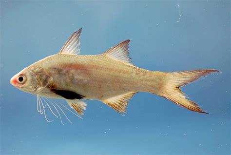 Fish Facts Atlantic Threadfin Polydactylus Octonemus The Jump