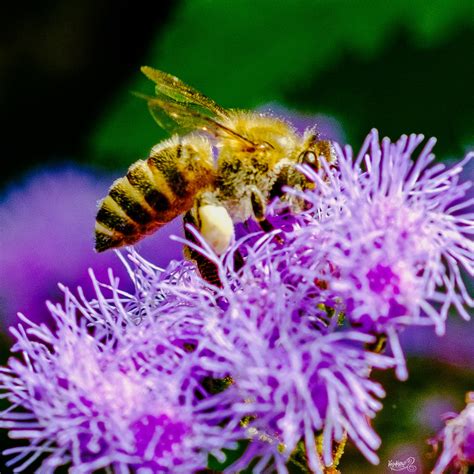 Asian Honey Bee From Kitaurawa 2 Chōme Urawa Saitama Saitama Jp On