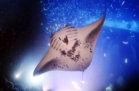 How Big Are The Manta Rays In Hawaii Trending Simple