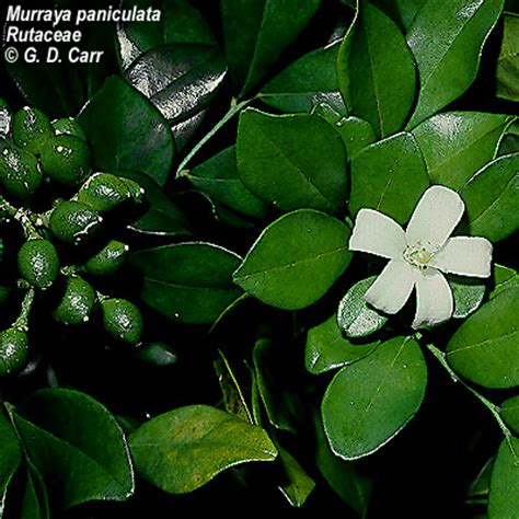 Some plants are better suited for a privacy hedge since they tend to have full foliage. Shrubs to Grow in Florida