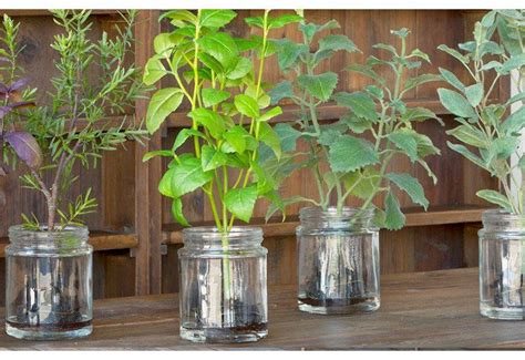 Hand Crafted Herb Stems Set Of 4 Farmhouse Inspired Herbs Growing