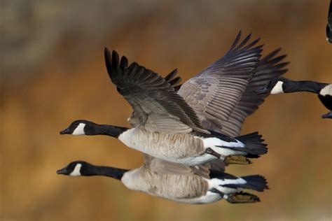 Feds Announce The Launch Of The Migratory Game Bird