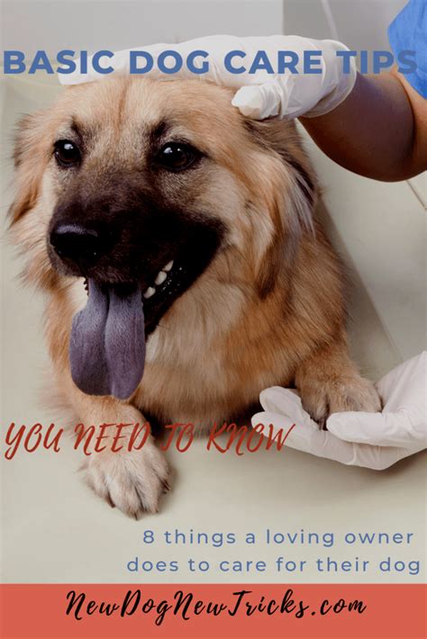 Basic Dog Care Tips You Need To Know New Dog New Tricks Dog Care