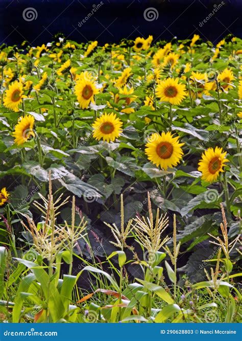 Sunflower and Corn Field in the Eastern Fingerlakes NYS Stock Image