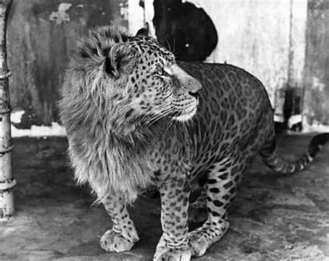 The Marozi Or Spotted Lion Is Variously Claimed By Zoologists And