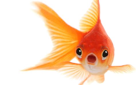 Goldfish Png Images Transparent Free Download Pngmart