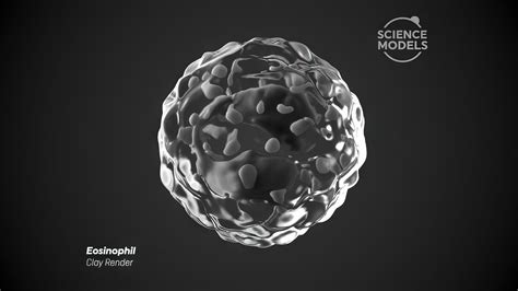 Eosinophil Cell 3d Model Animated Cgtrader