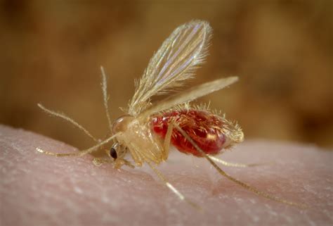 A Gutsy Survival Of Leishmania In Multiple Sand Fly Species Bugbitten