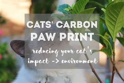 How To Reduce Your Cats Carbon Paw Print The Fluffy Kitty